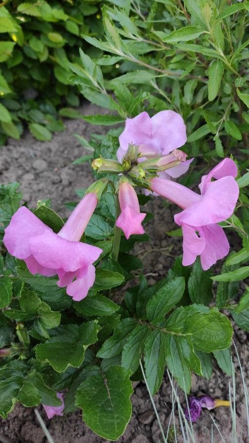 Incarvillea delavayi flower