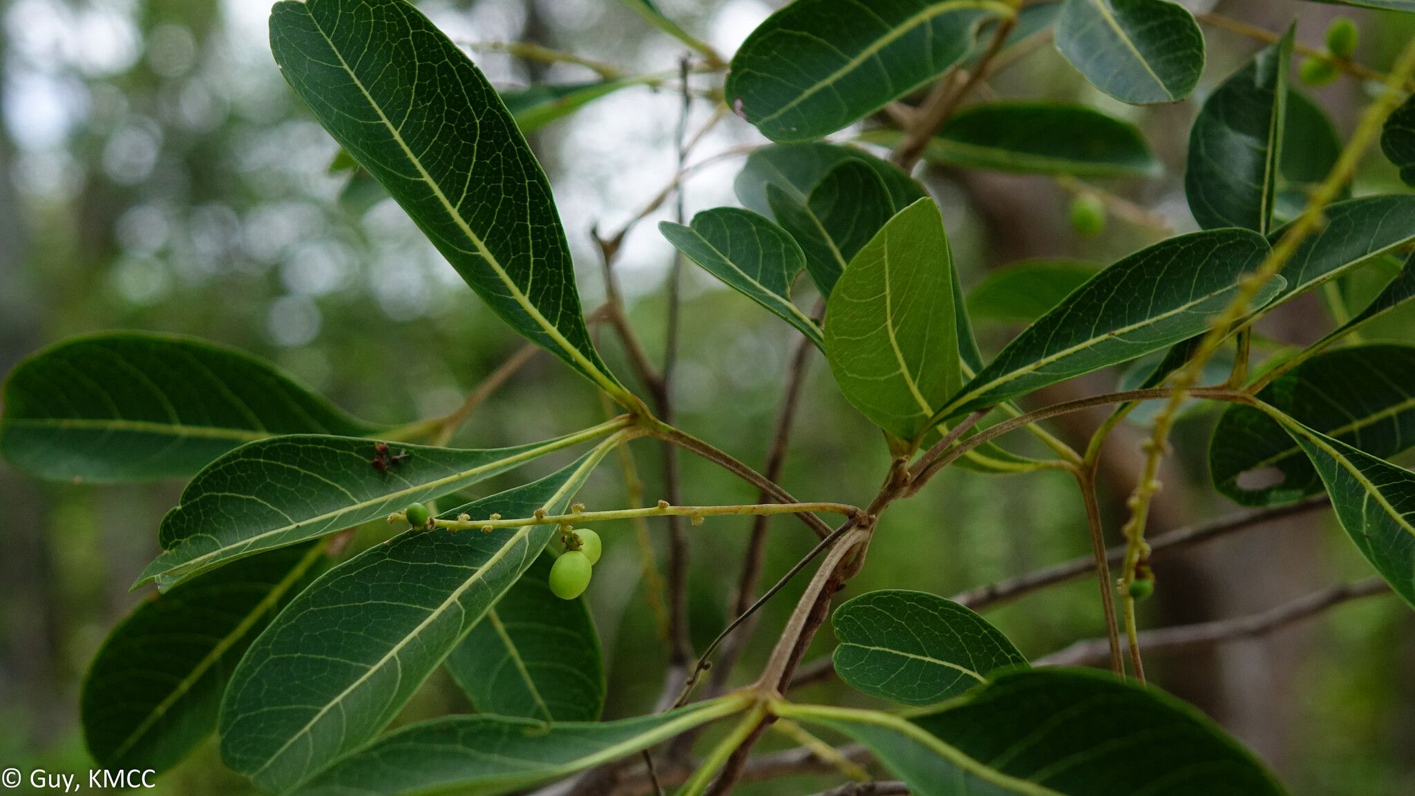 Allophylus bongolavensis fruit