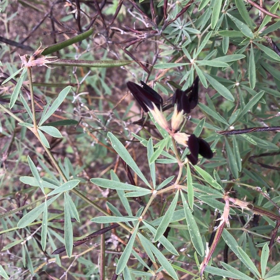 Lotus jacobaeus flower