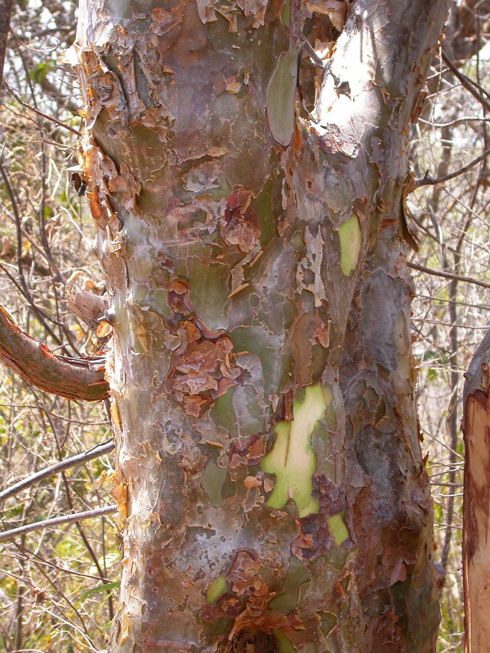 Commiphora leptophloeos bark