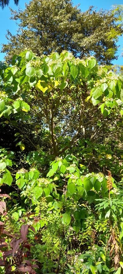 Entelea arborescens habit