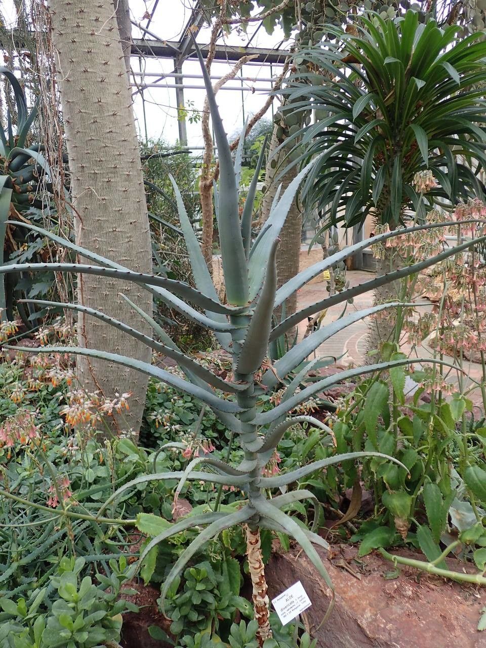 Aloe divaricata habit