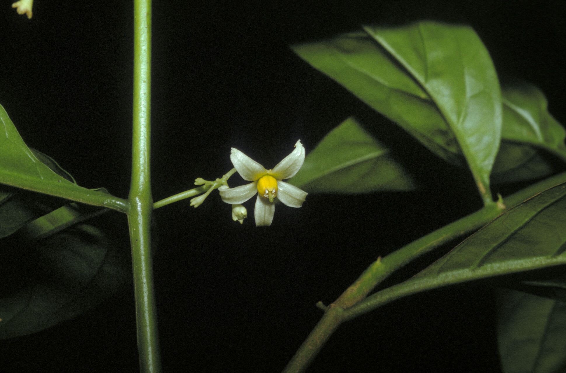 Solanum oppositifolium — houseplant care guide