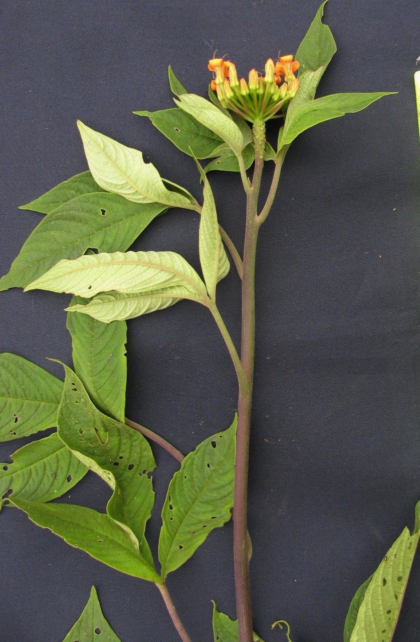 Cleome decipiens other