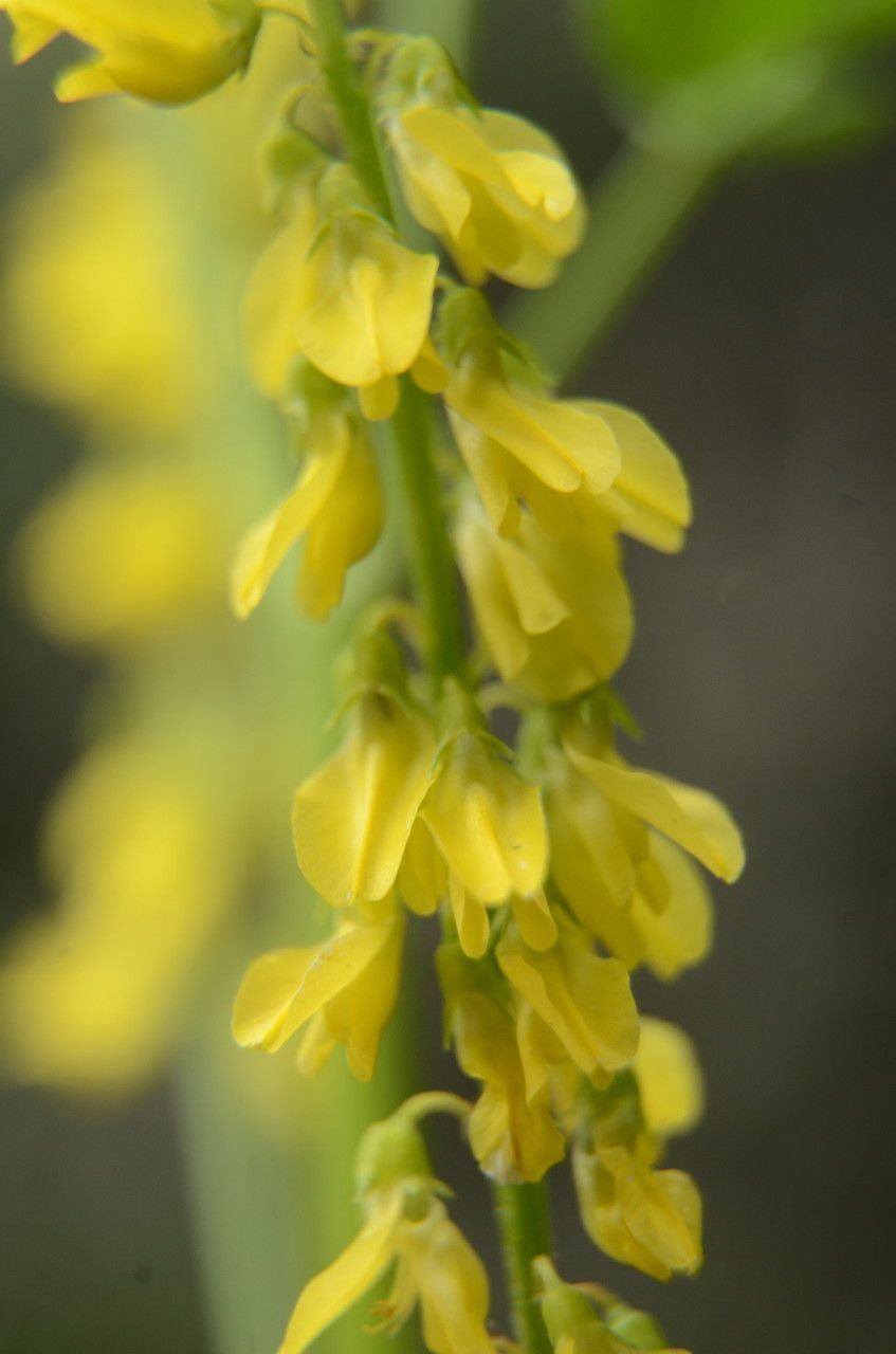 Melilotus altissimus flower
