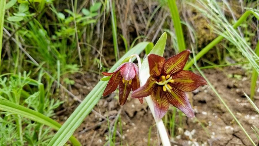 Fritillaria biflora — search result for 'Fritillaria'