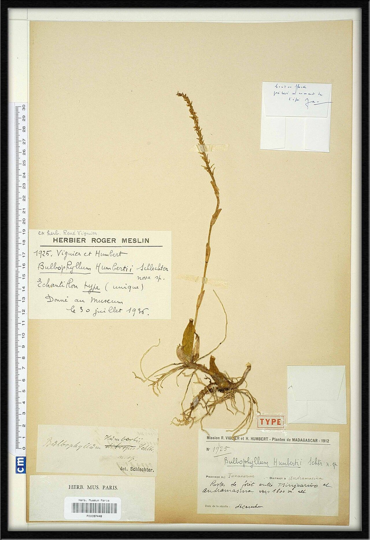 Bulbophyllum humbertii — houseplant care guide