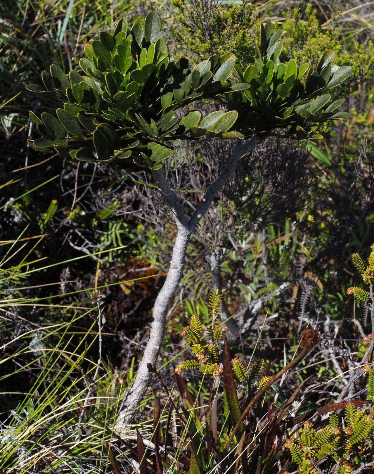 Polyscias aubrevillei — search result for 'Polyscias'