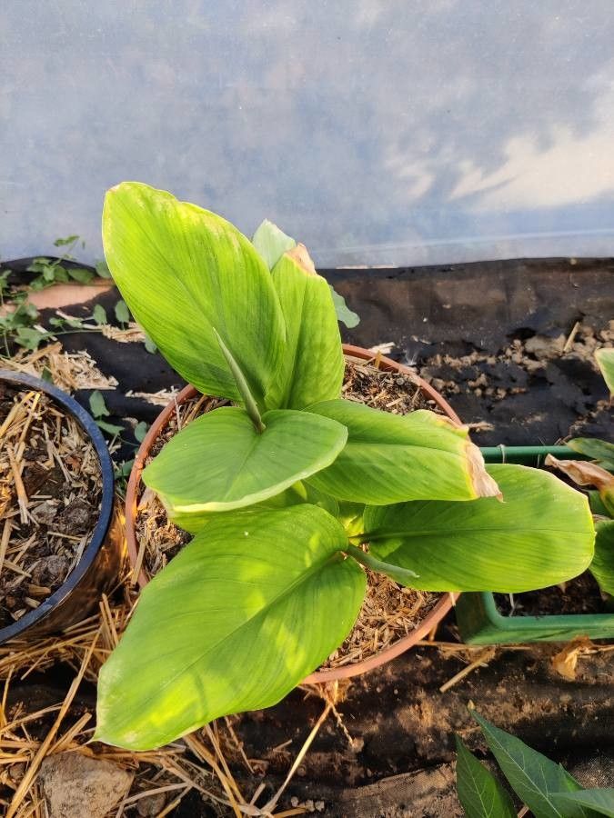 Boesenbergia rotunda — search result for 'Zingiberaceae'