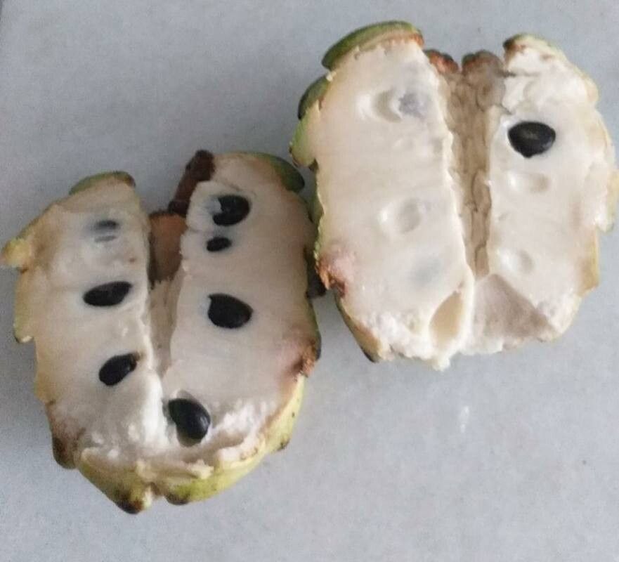 Annona × atemoya fruit