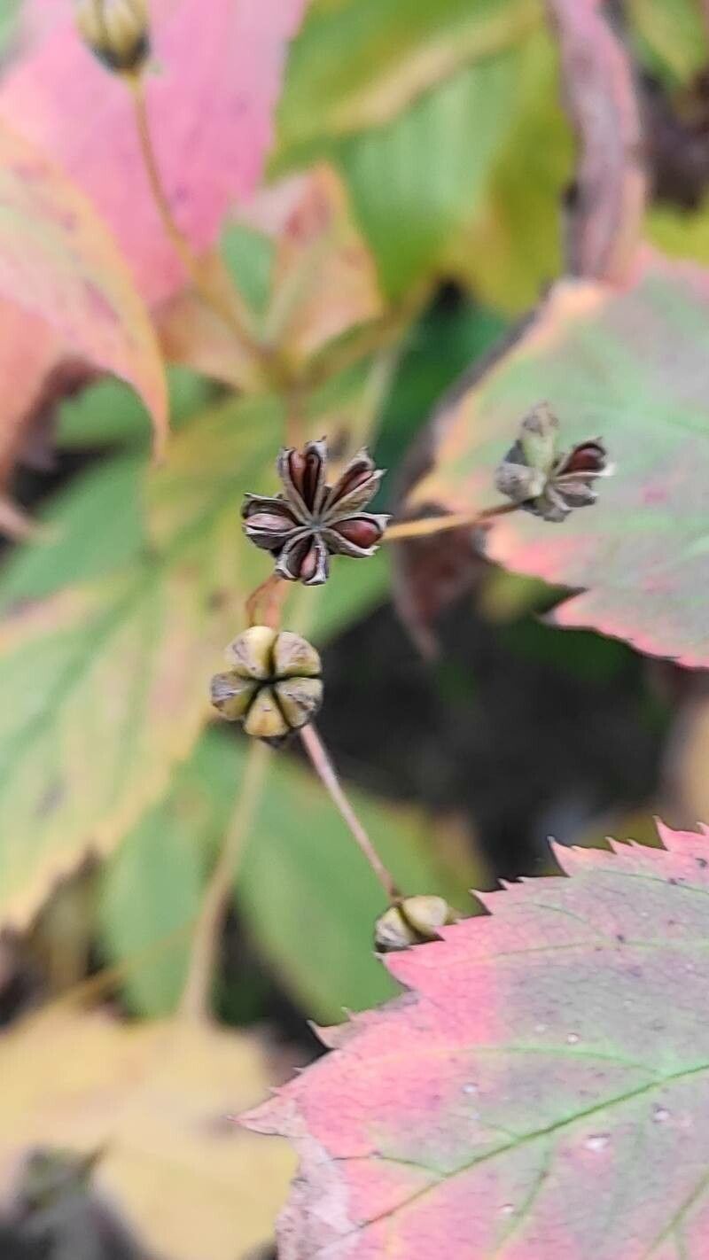 Gillenia trifoliata fruit