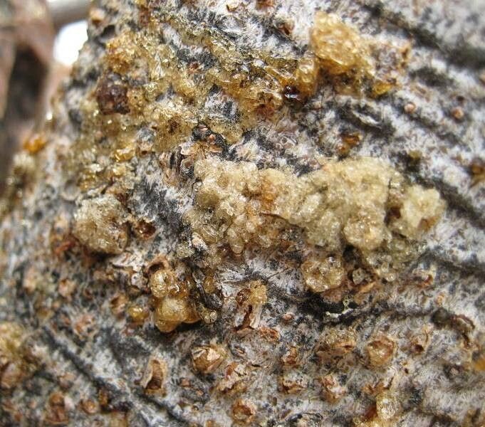 Commiphora namaensis bark