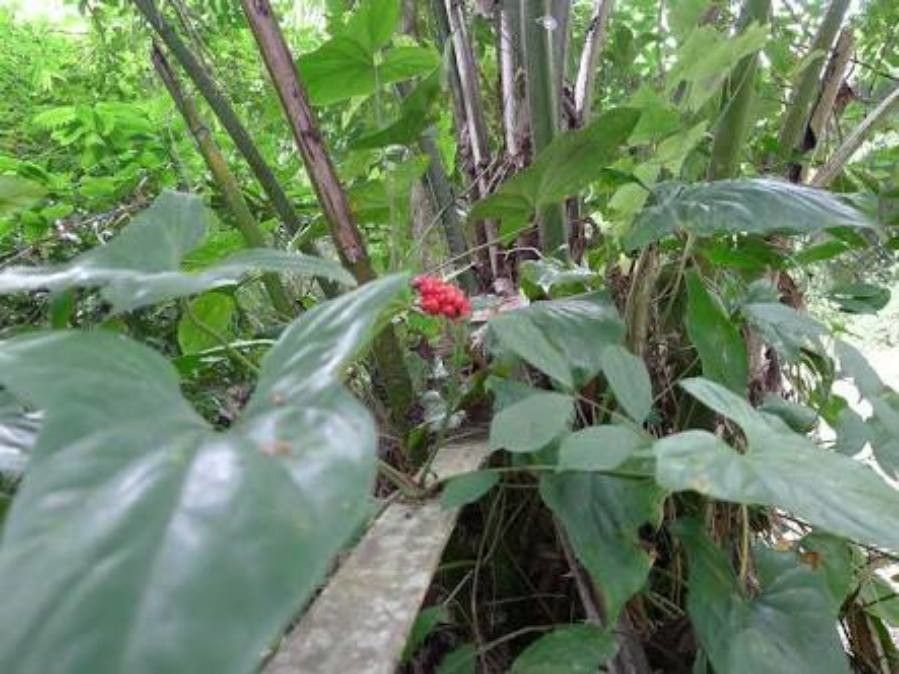 Cercestis afzelii flower