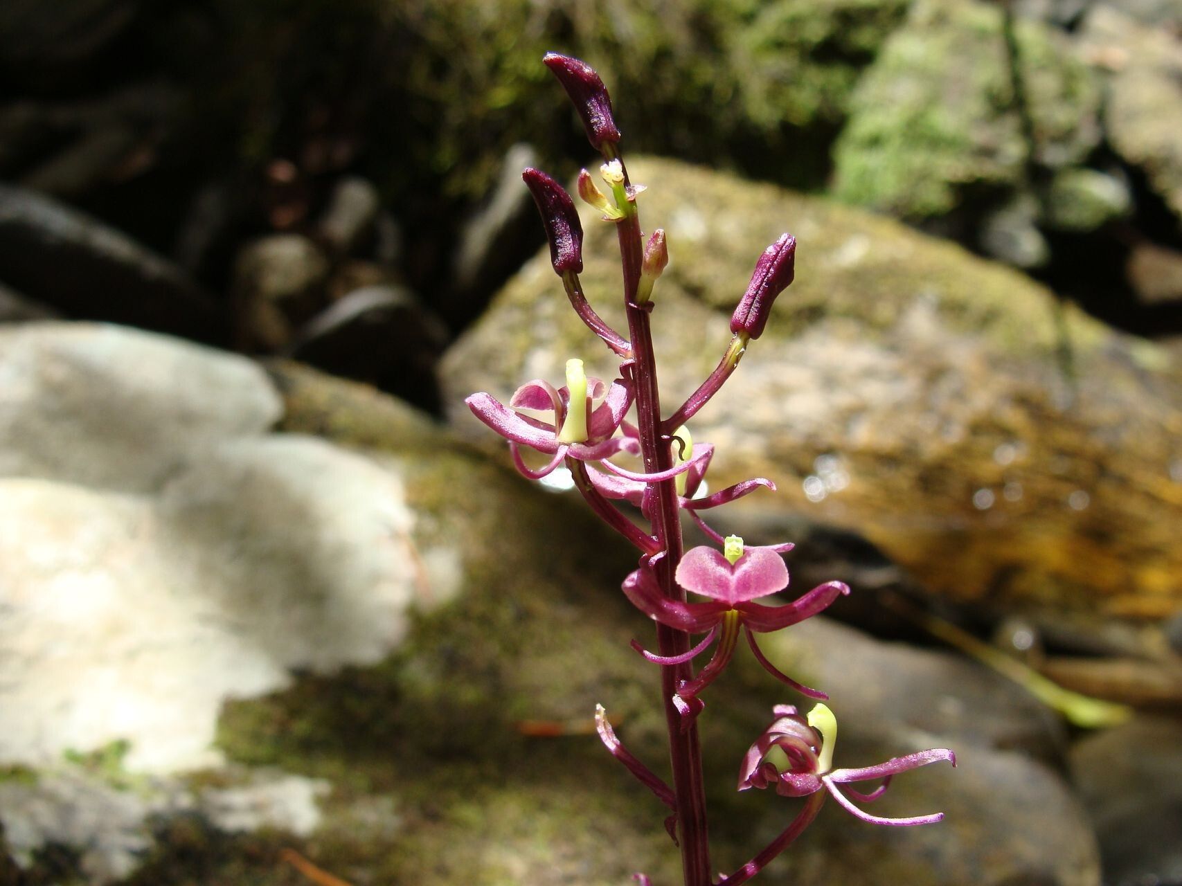 Liparis layardii — houseplant care guide