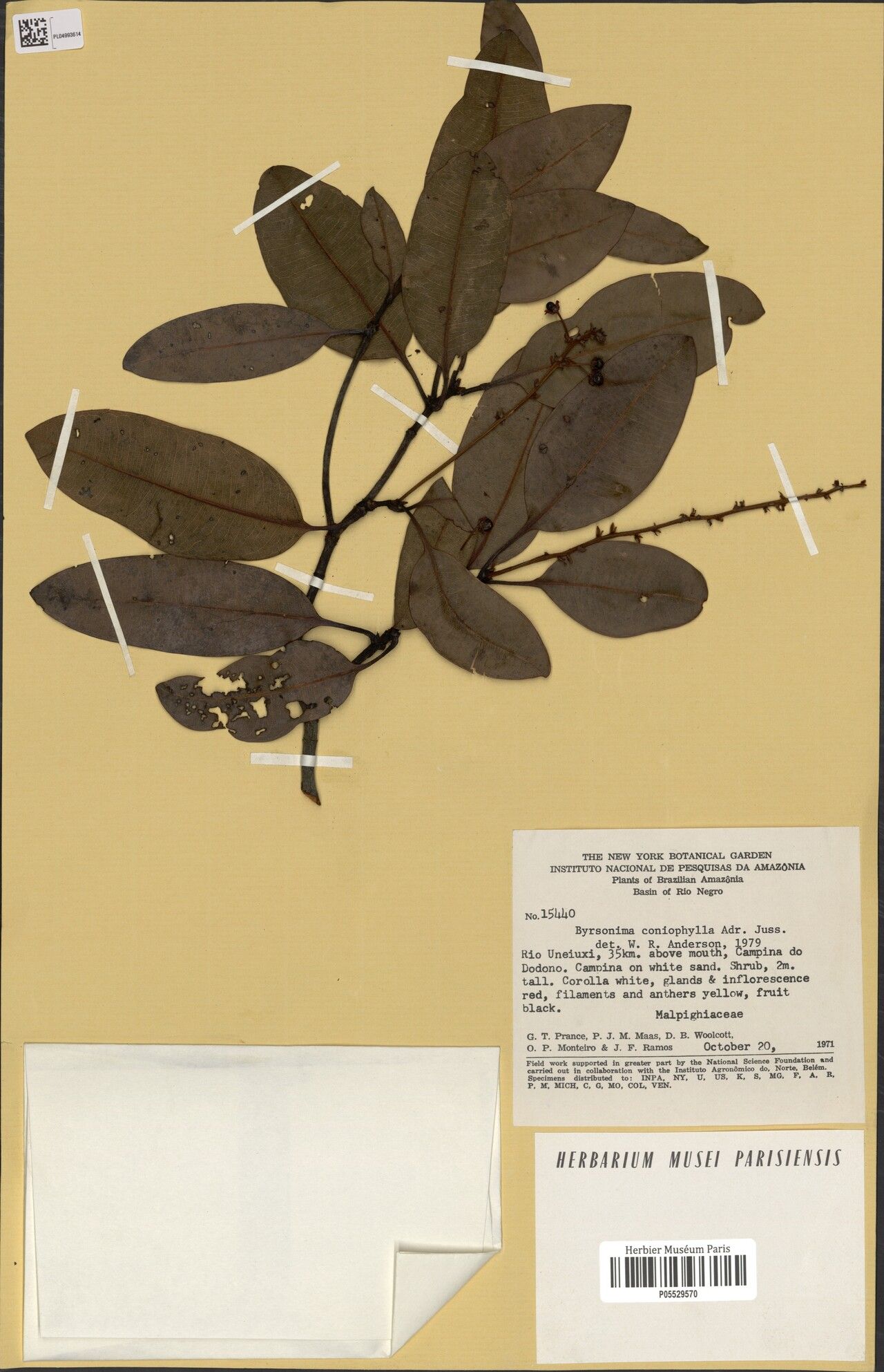 Byrsonima coniophylla — houseplant care guide