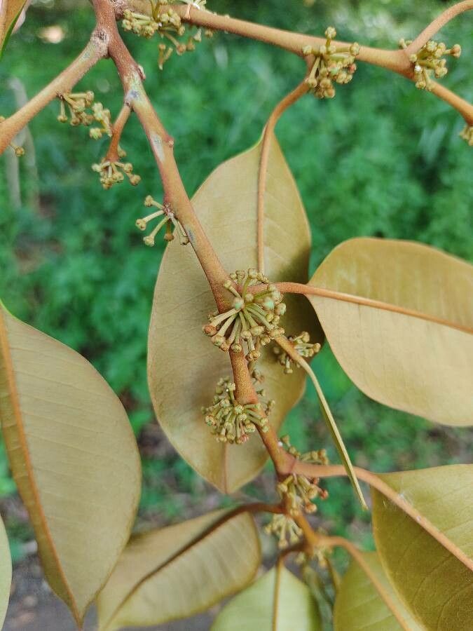 Chrysophyllum mexicanum flower
