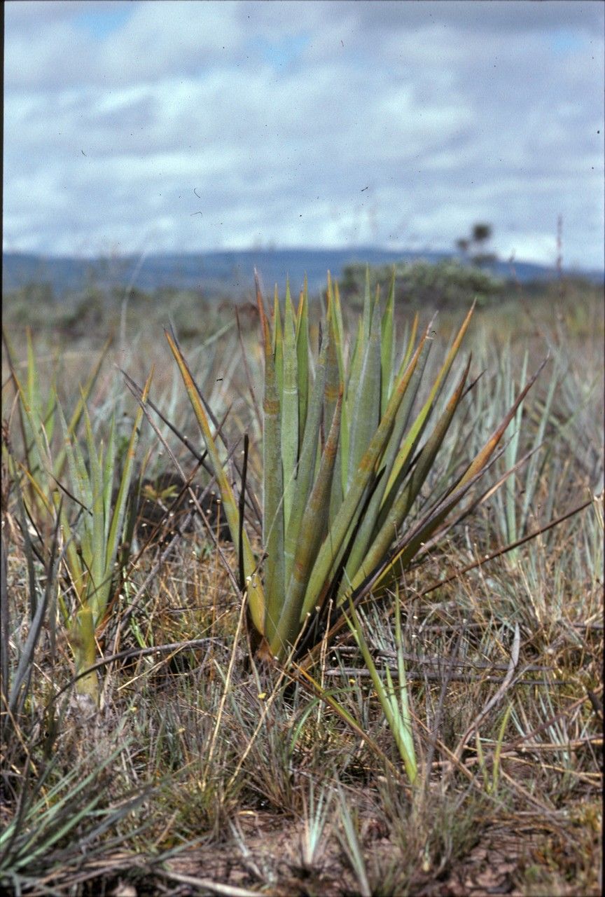 Brocchinia steyermarkii habit
