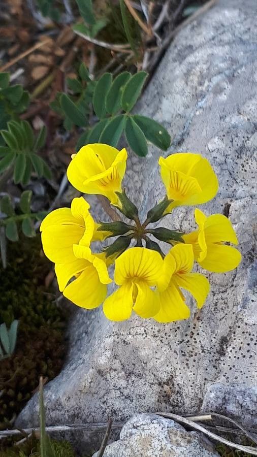 Coronilla coronata flower