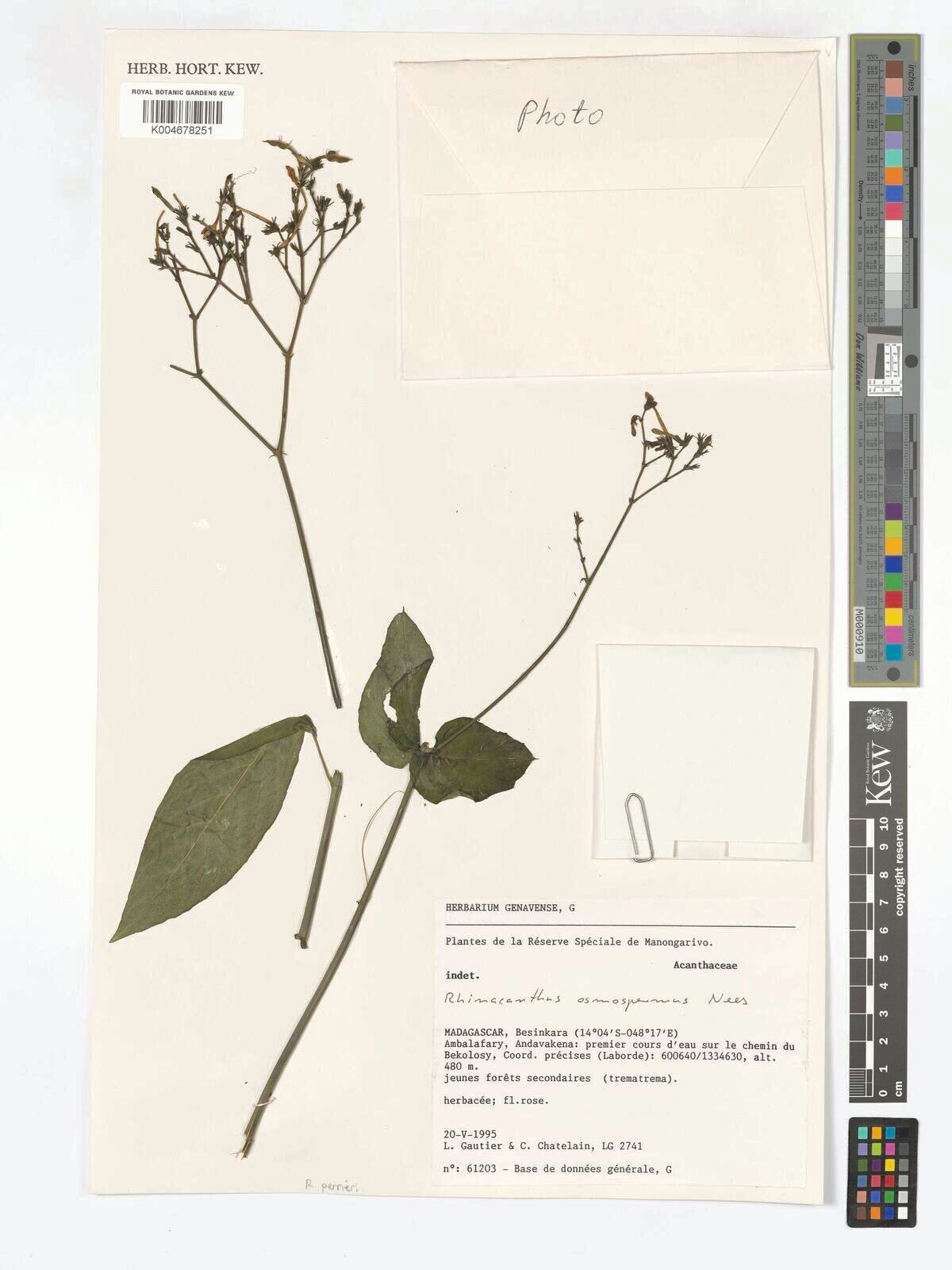 Rhinacanthus perrieri — related species from the same genus