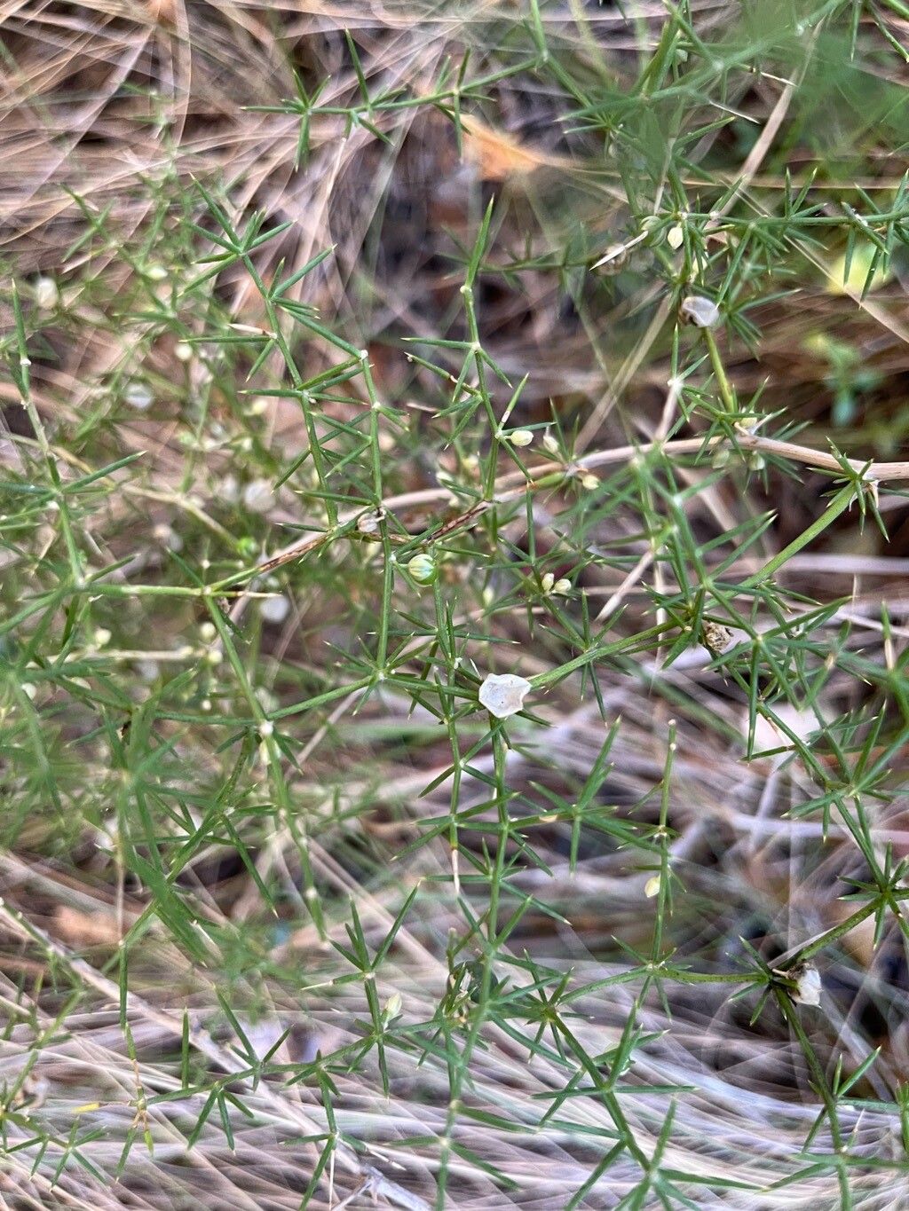 Asparagus aphyllus flower