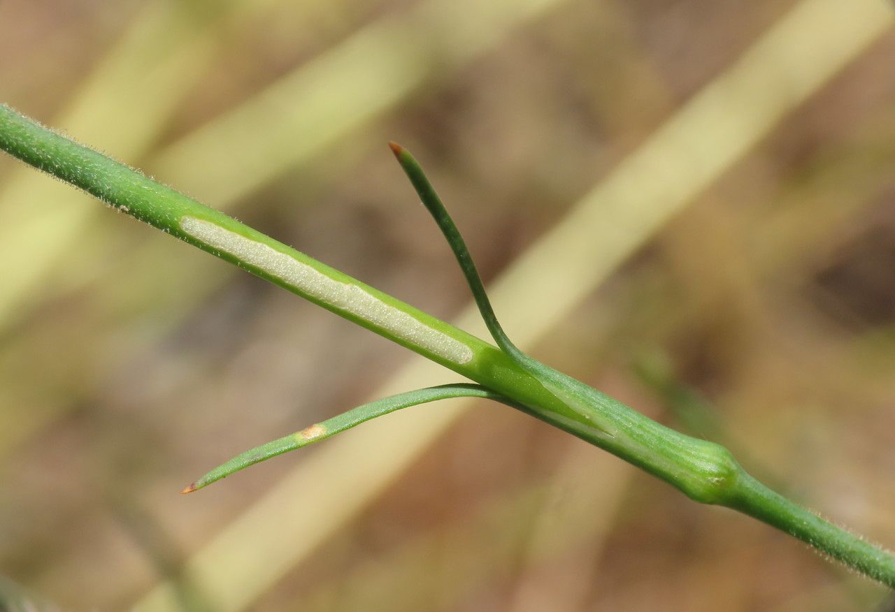 Petrorhagia nanteuilii leaf