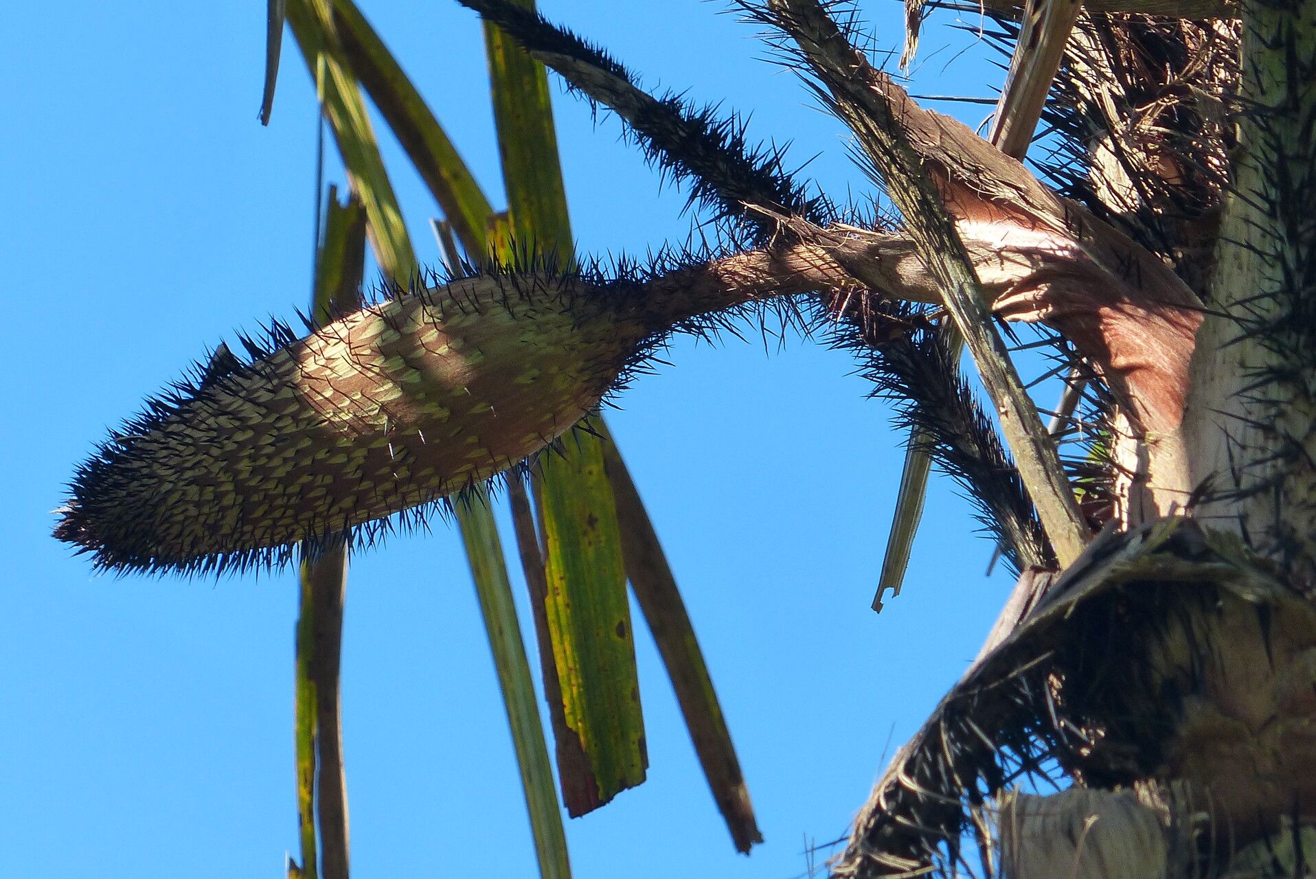 Astrocaryum aculeatum flower