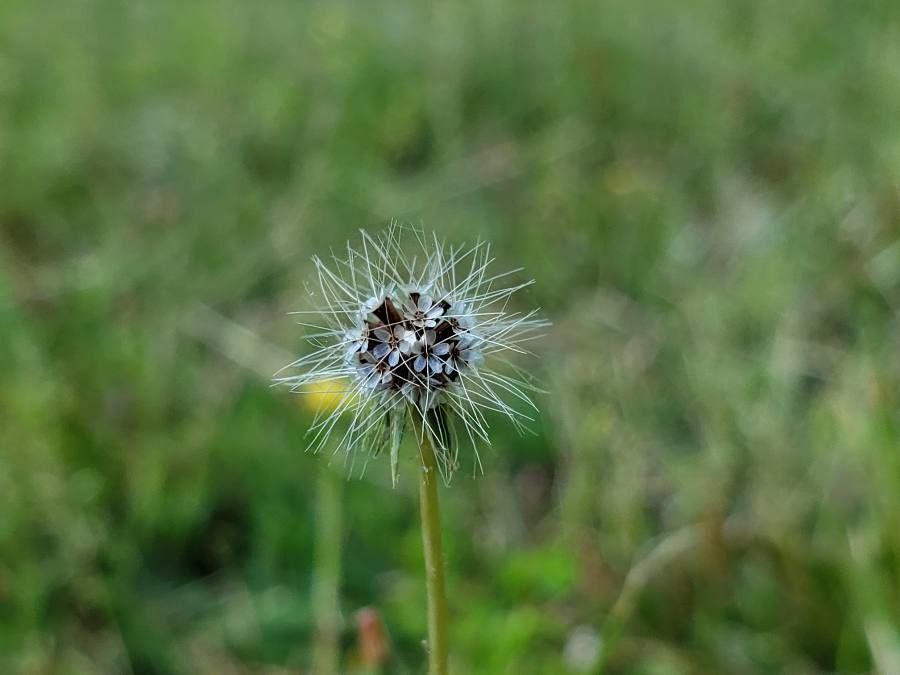 Krigia virginica flower