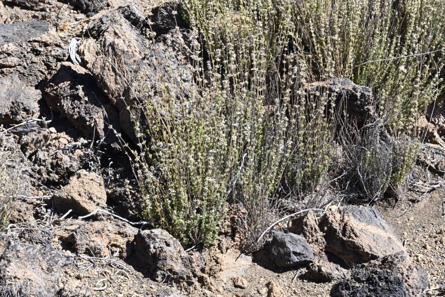 Micromeria lasiophylla habit