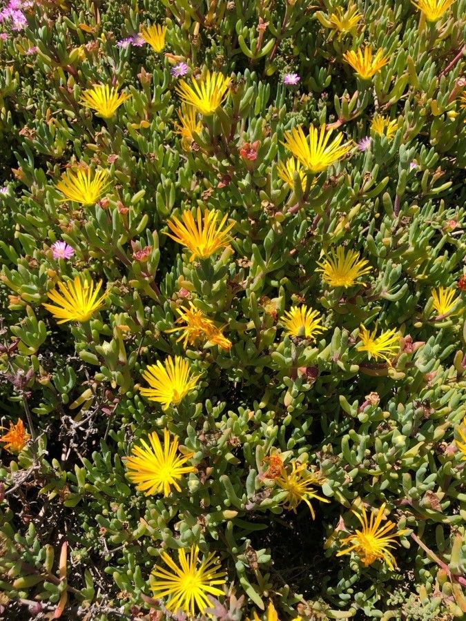 Lampranthus glaucoides — search result for 'Mesembryanthemum'