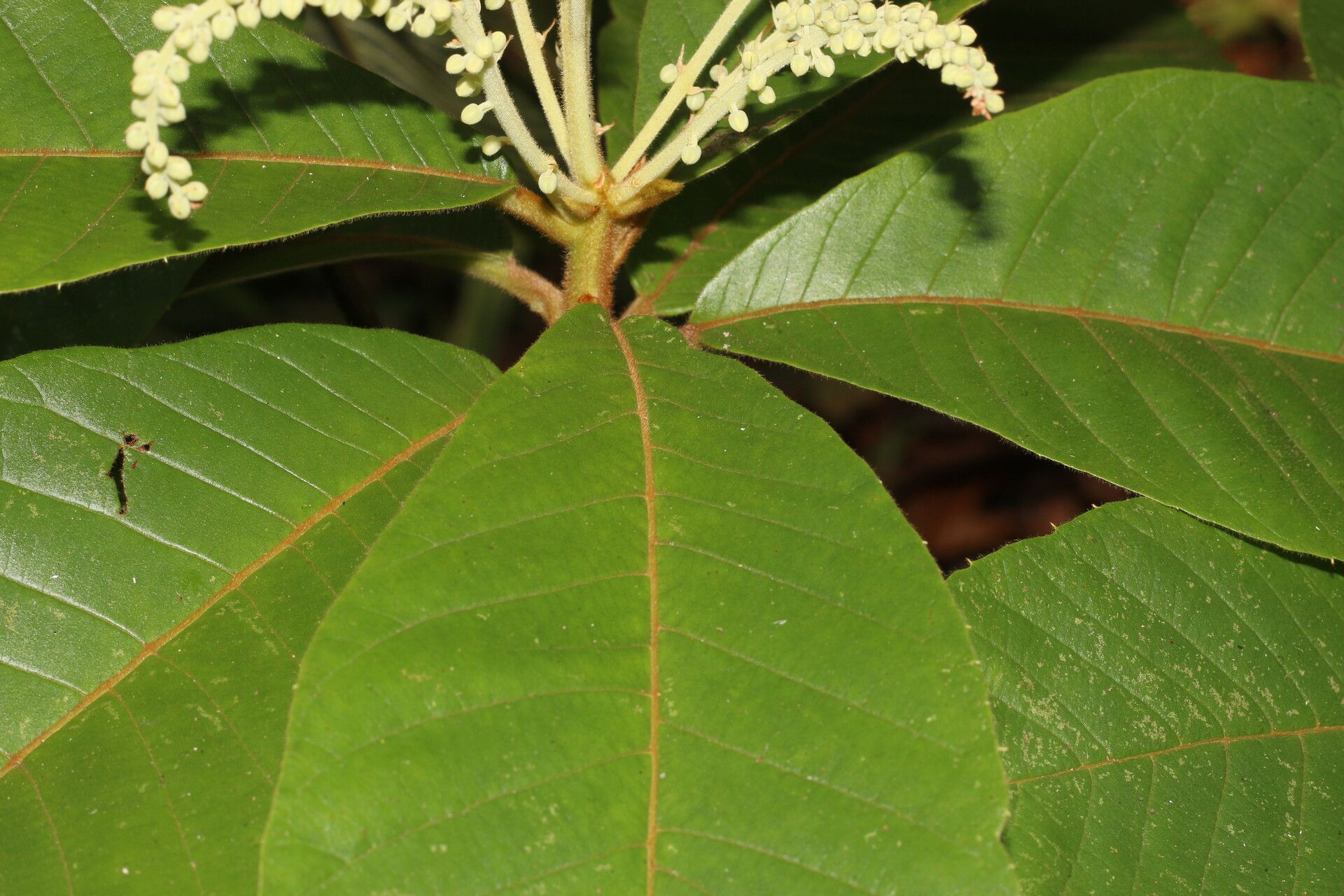 Clethra costaricensis flower