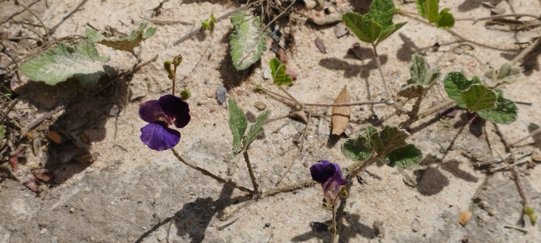 Macroptilium panduratum — houseplant care guide