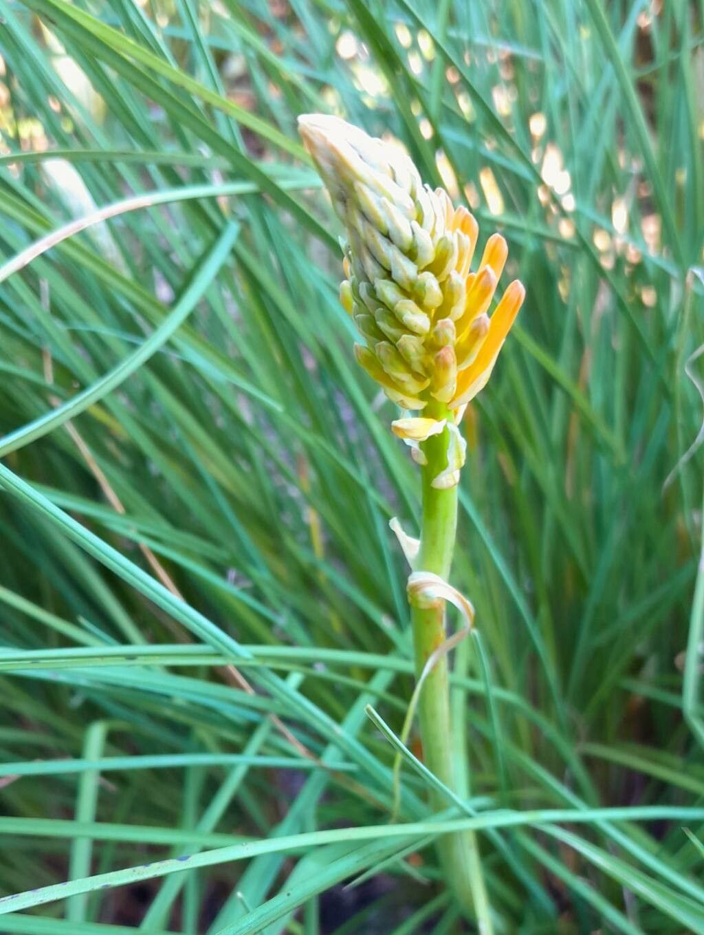 Kniphofia galpinii — houseplant care guide