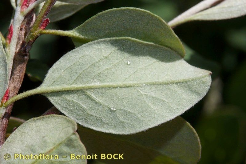 Cotoneaster uniflorus leaf