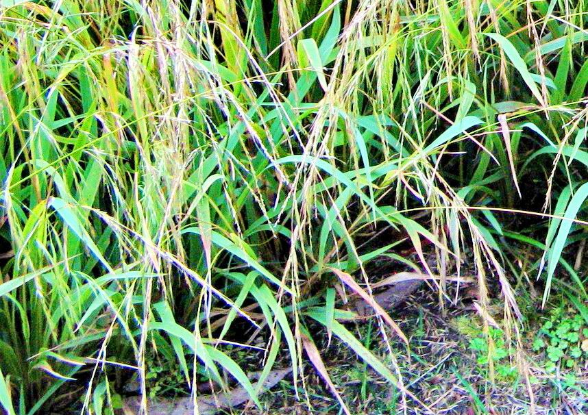 Ehrharta diplax — related species from the same genus