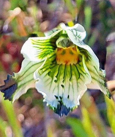 Chloraea bletioides — related species from the same genus