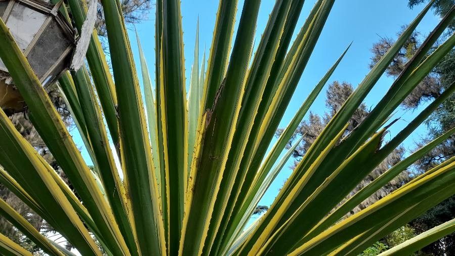 Furcraea selloana — search result for 'Furcraea'