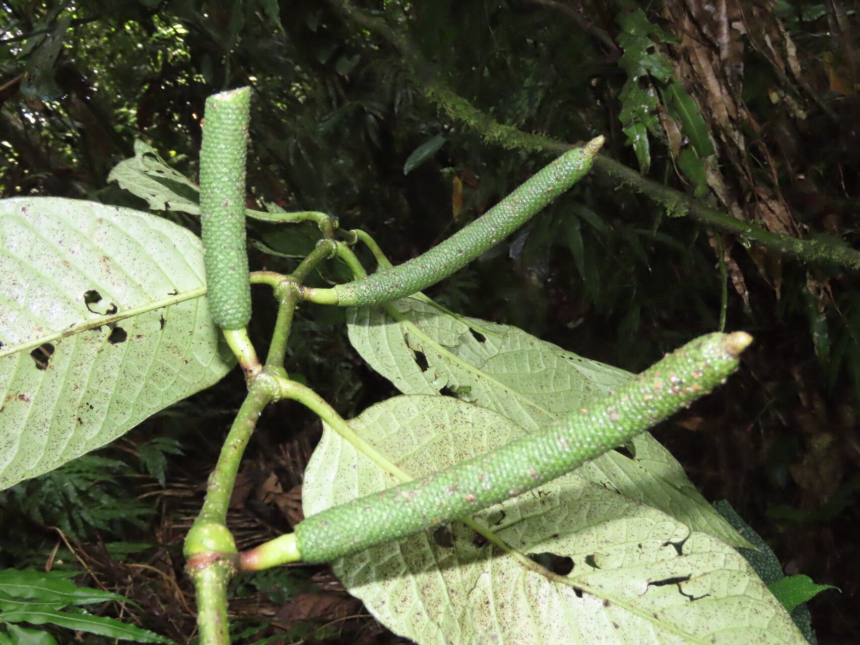 Piper prismaticum other