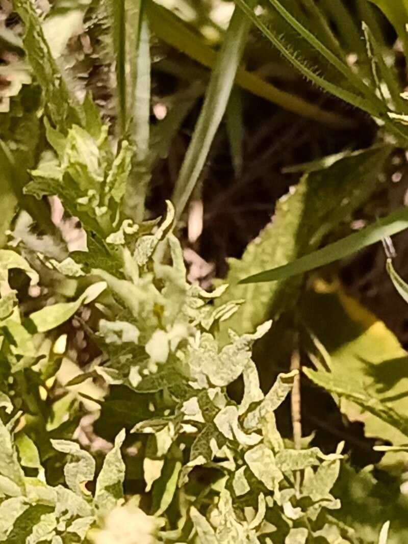 Helichrysum rugulosum leaf