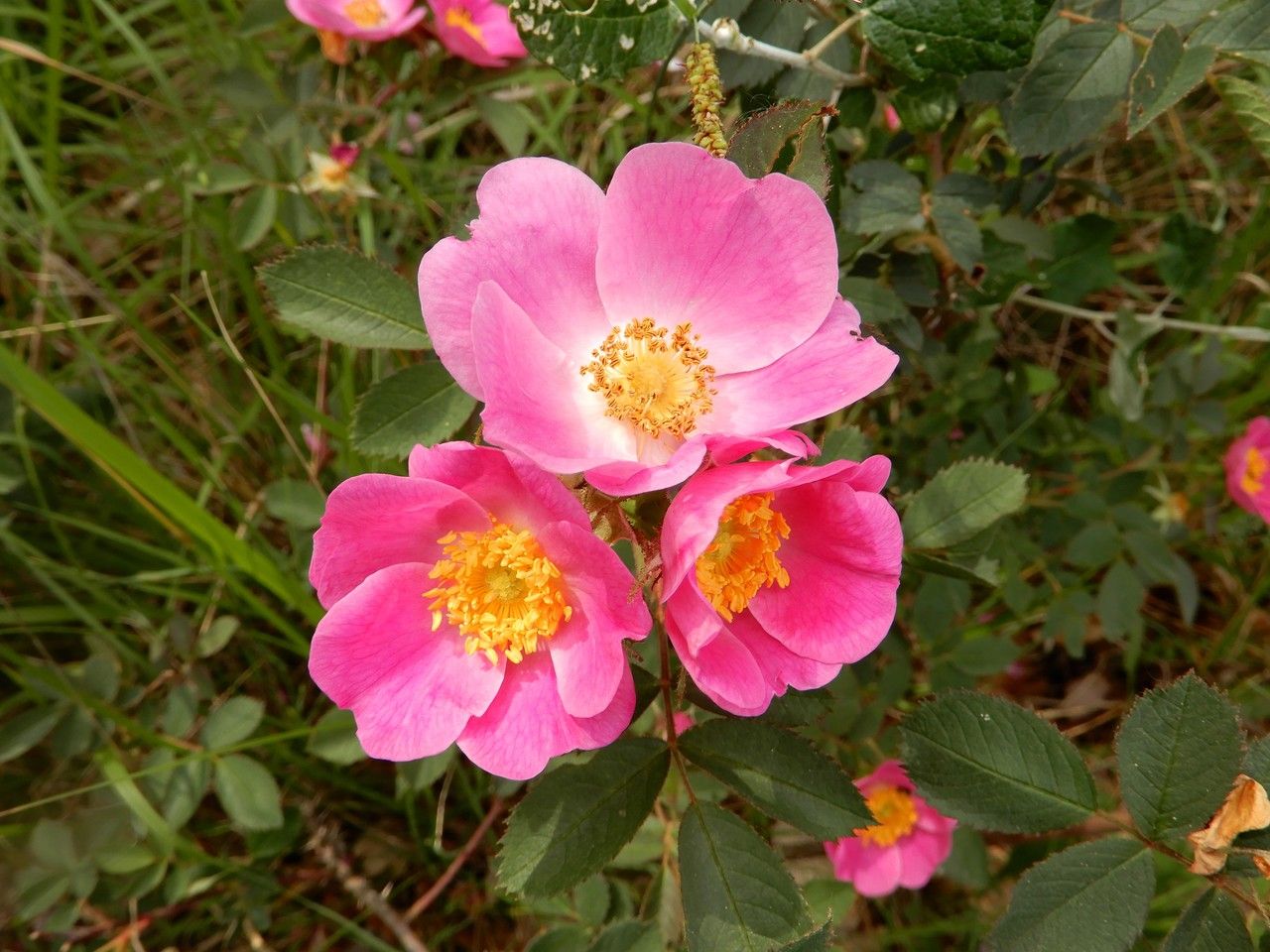 Rosa marginata flower