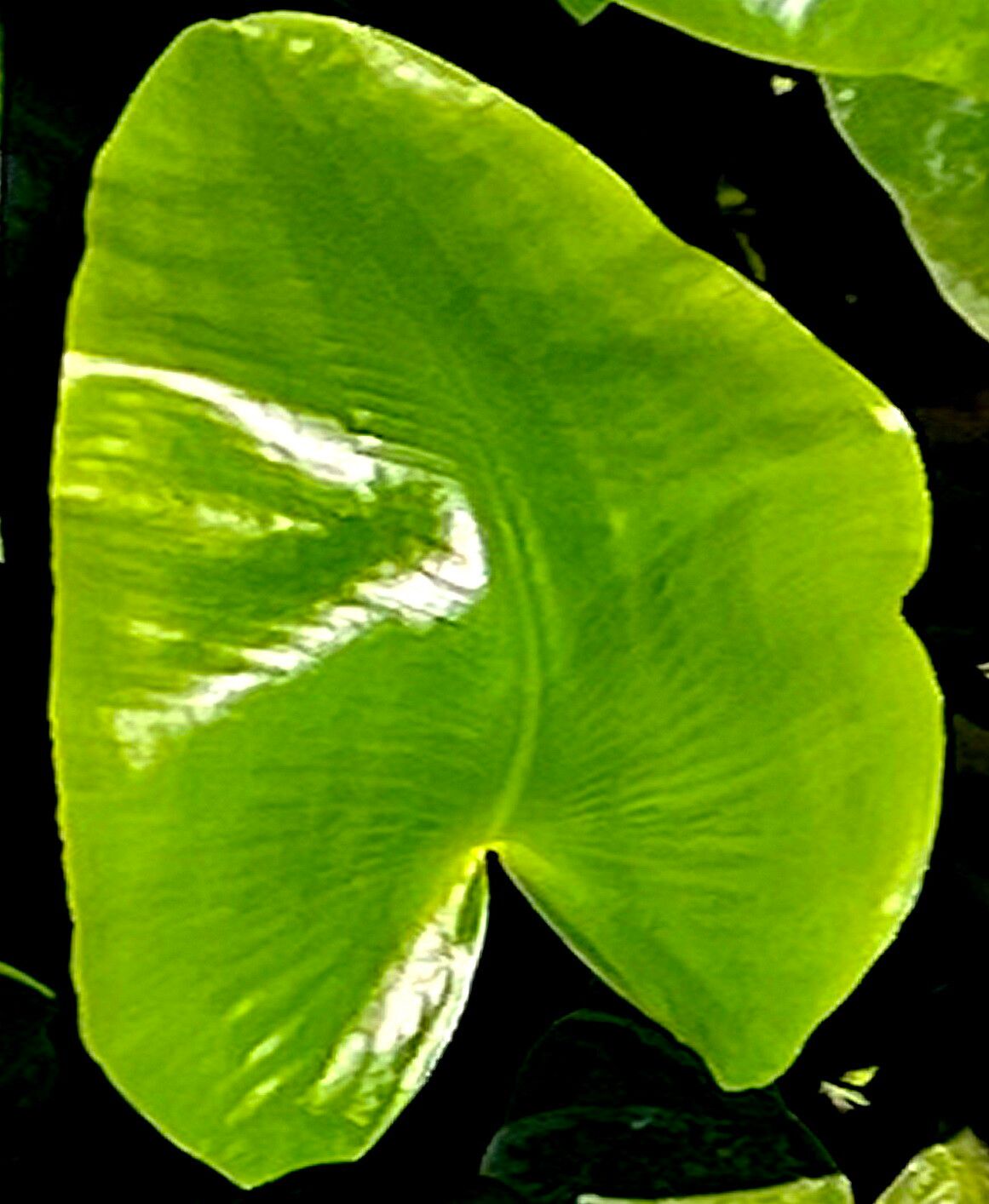 Nuphar japonica — related species from the same genus