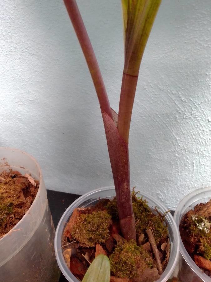 Govenia superba bark