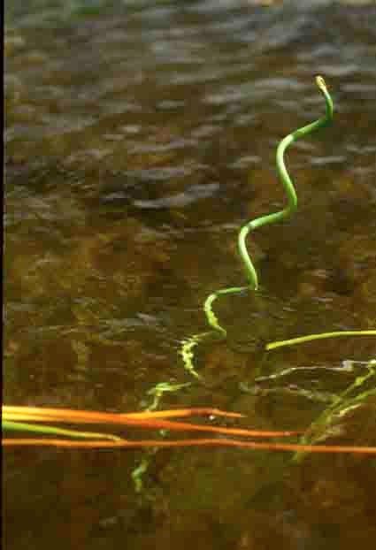 Eleocharis spiralis habit