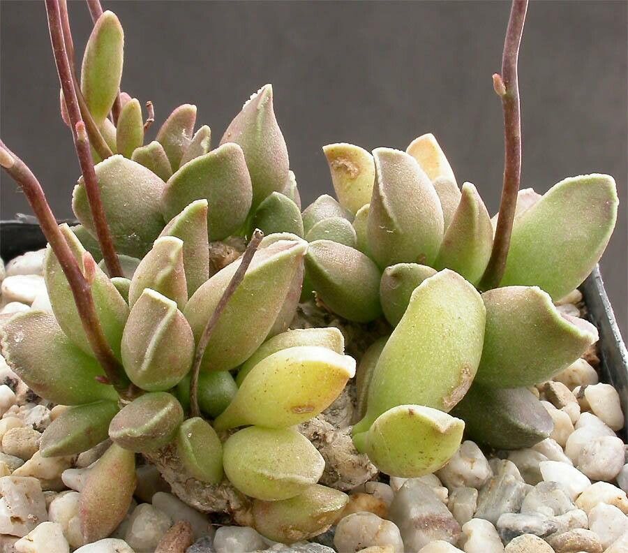 Adromischus marianiae habit