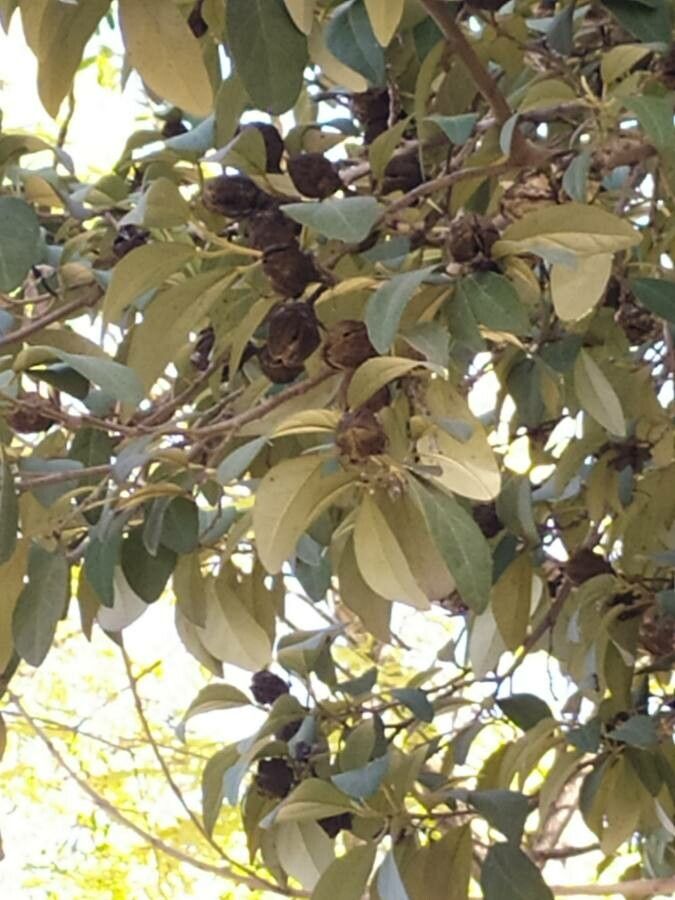 Lagunaria patersonia fruit