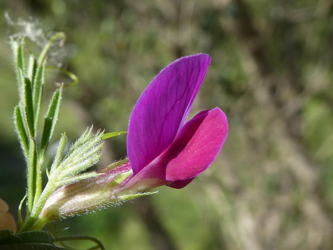Vicia angustifolia flower
