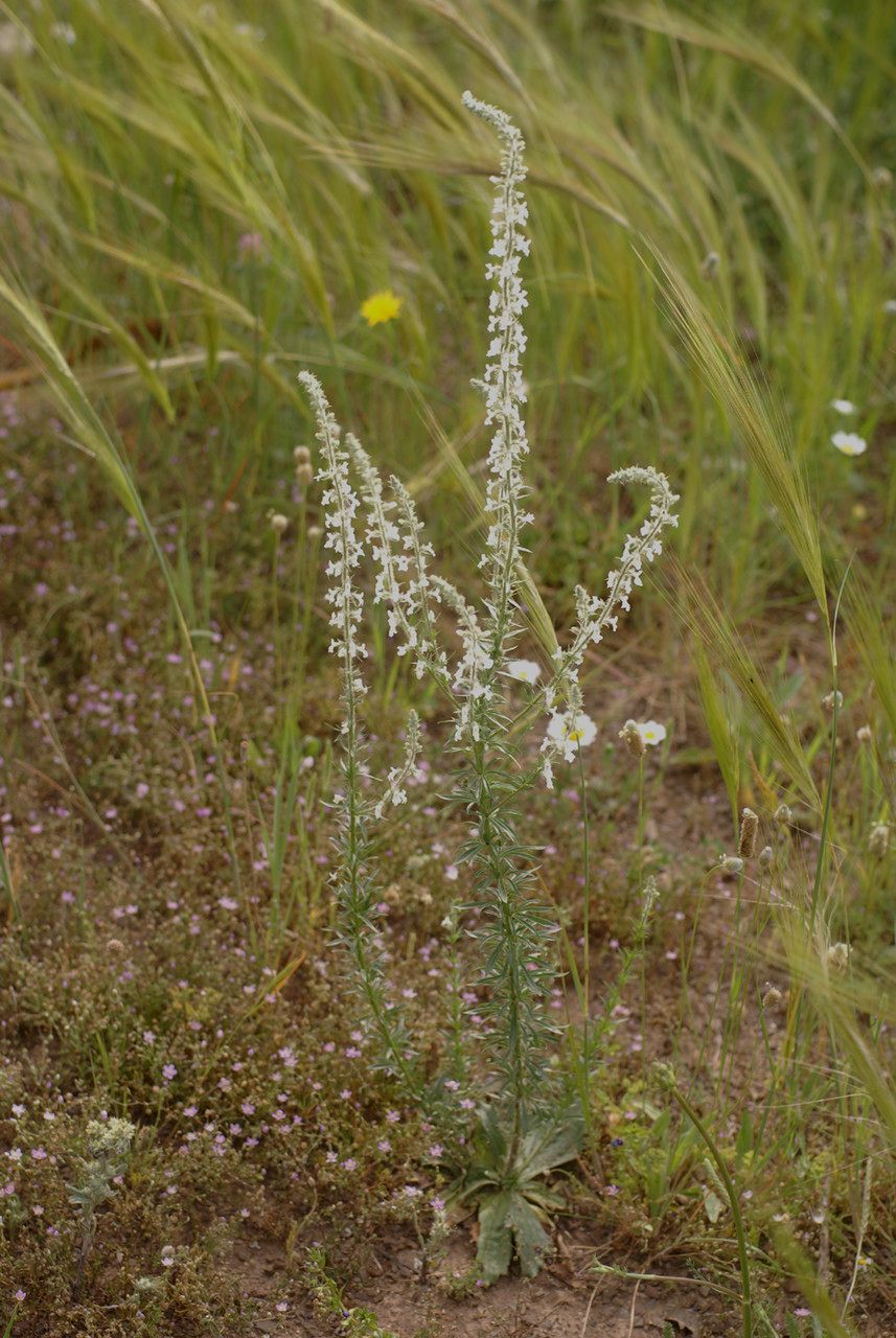 Anarrhinum pedatum habit