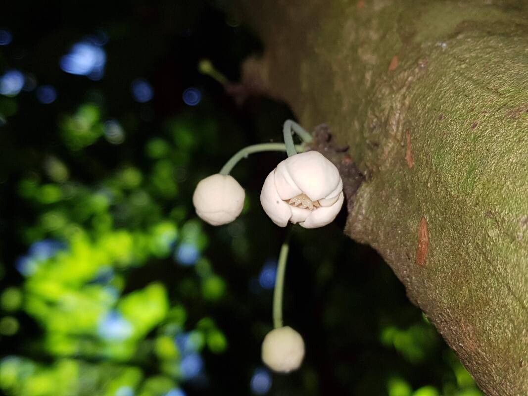 Unonopsis osae flower