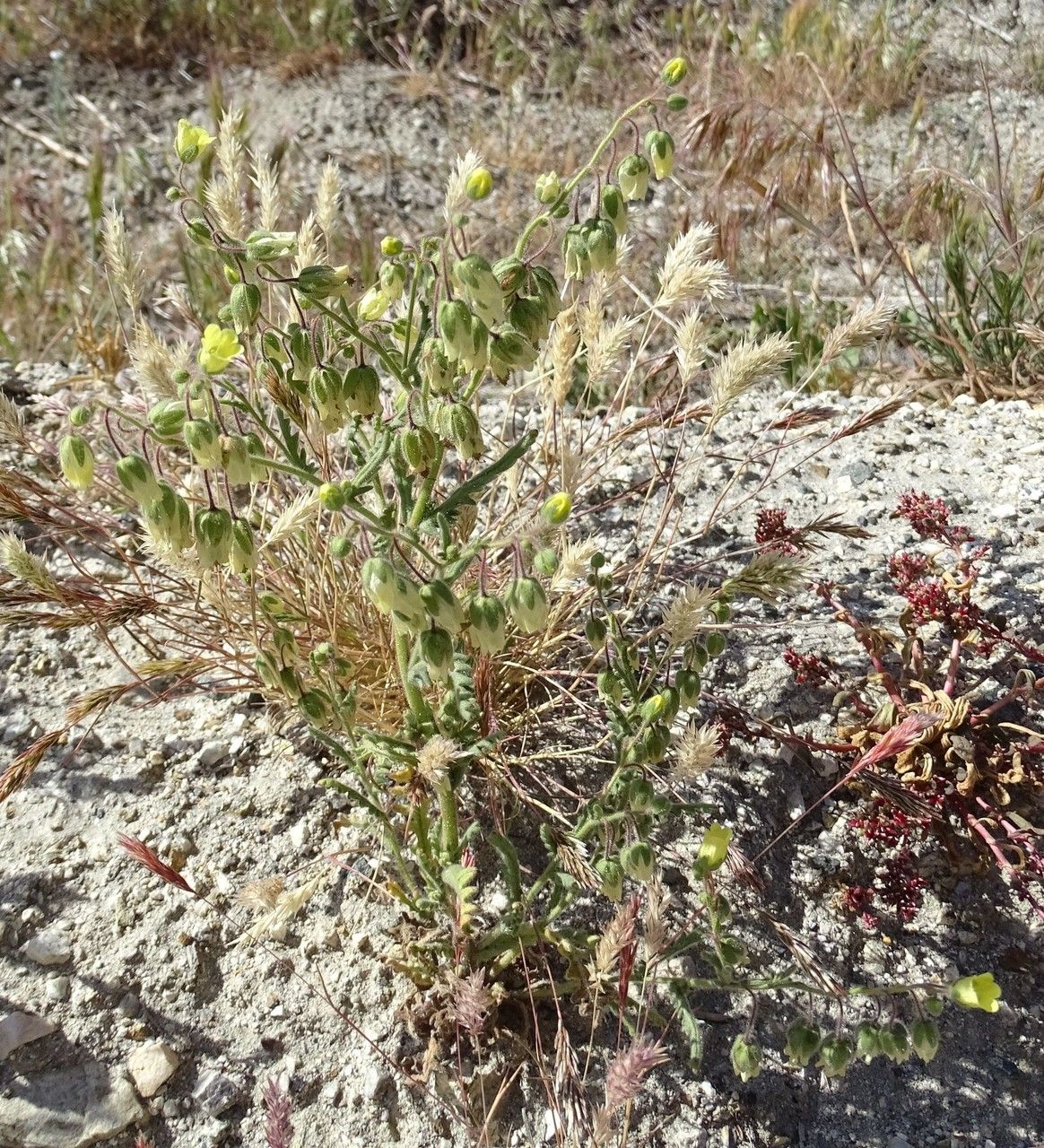 Emmenanthe penduliflora habit