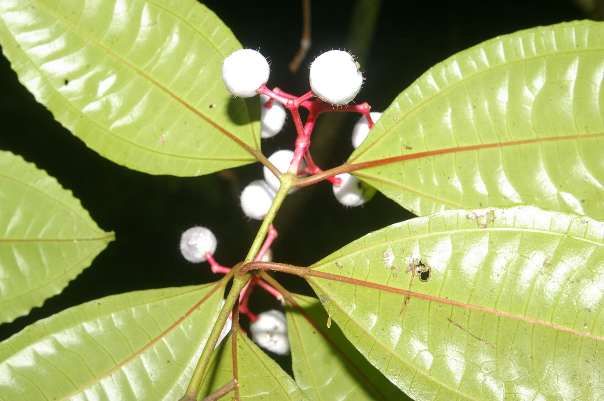 Miconia lateriflora leaf