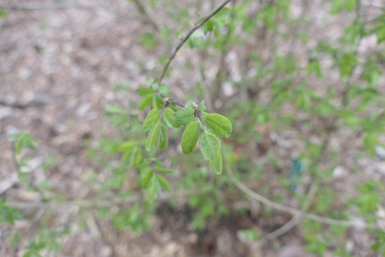 Lonicera purpurascens leaf